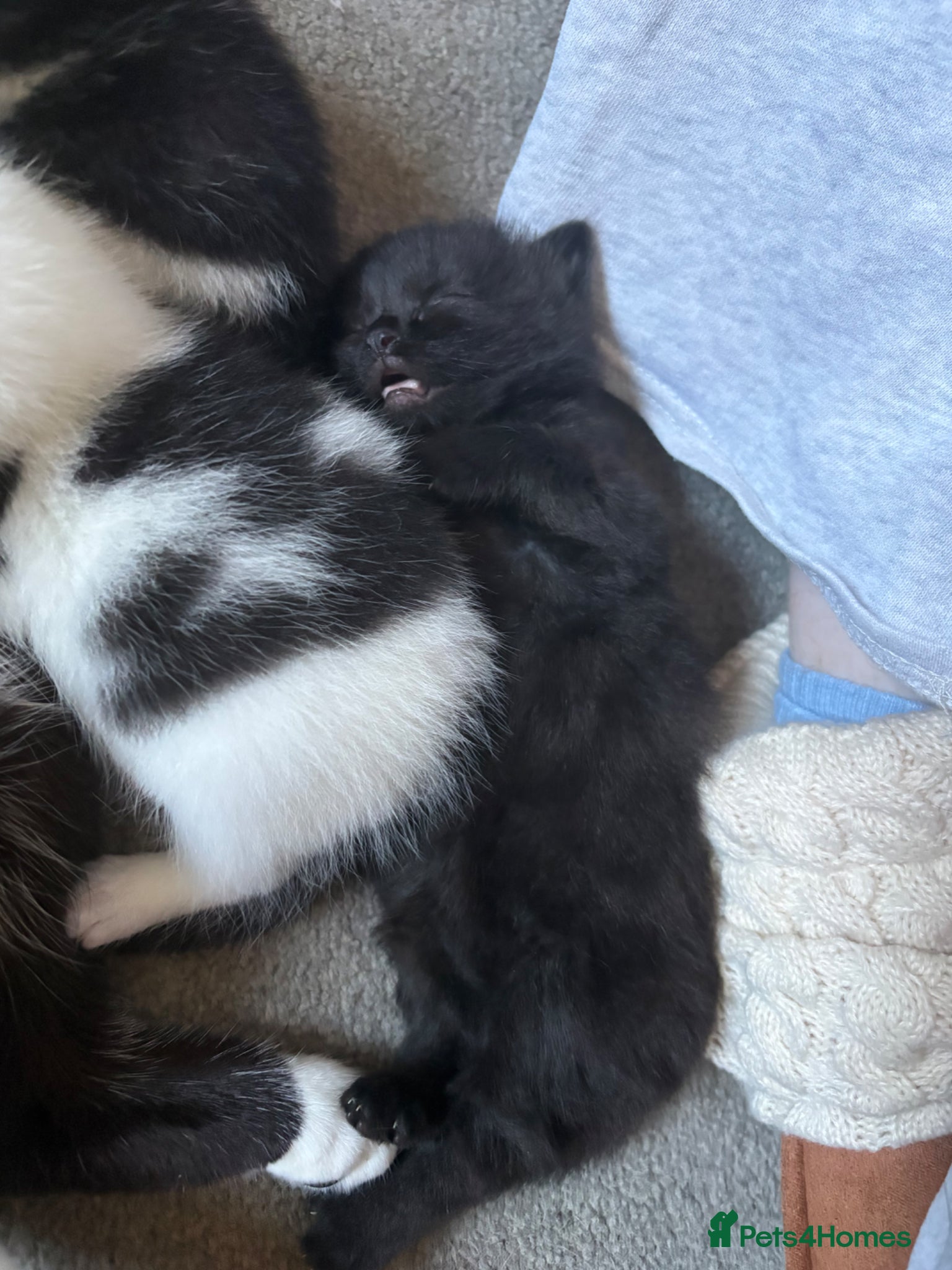 Domestic Shorthair cats Black kitten  - Advert 5