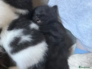 Domestic Shorthair cats Black kitten - Advert 5