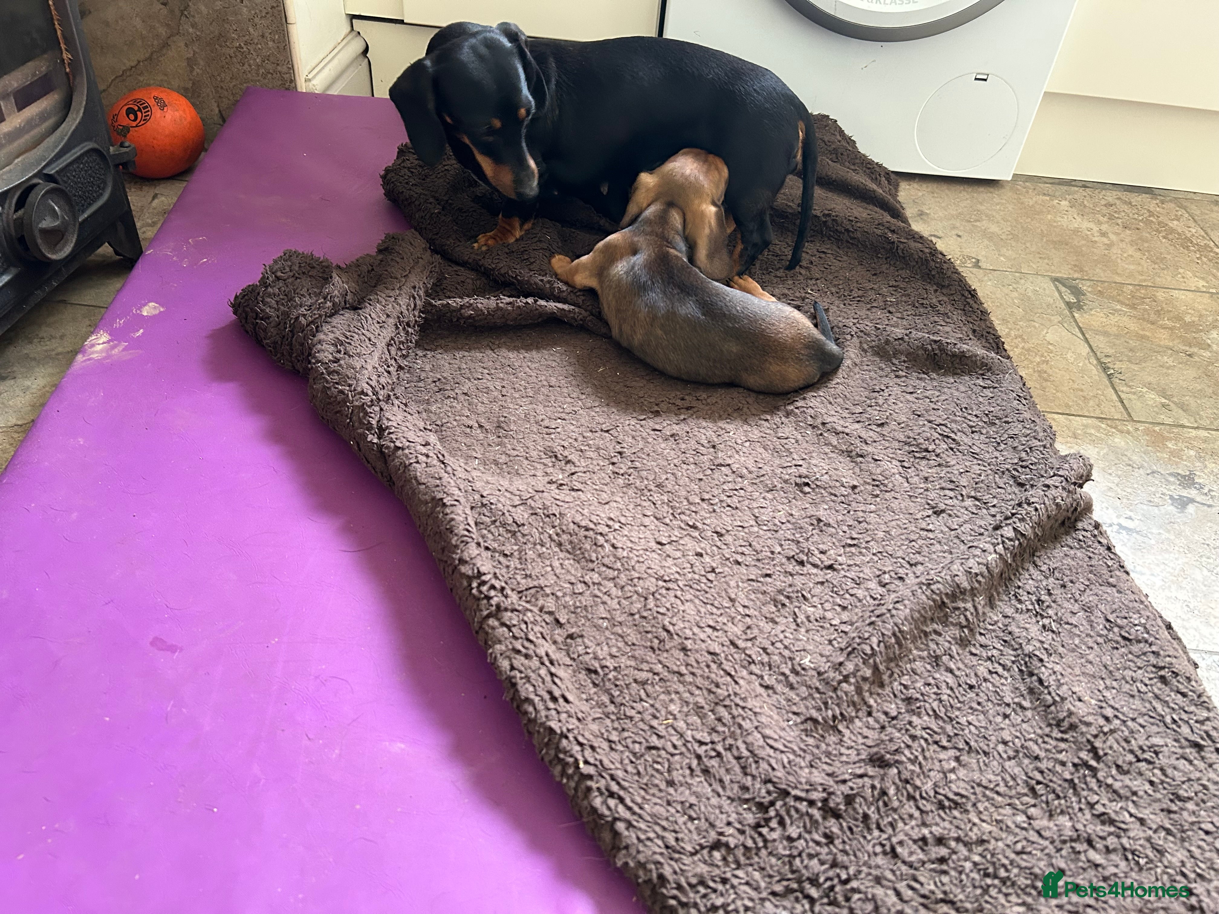 Miniature Dachshund dogs Beautiful kc reg short haired dachshunds  - Advert 2