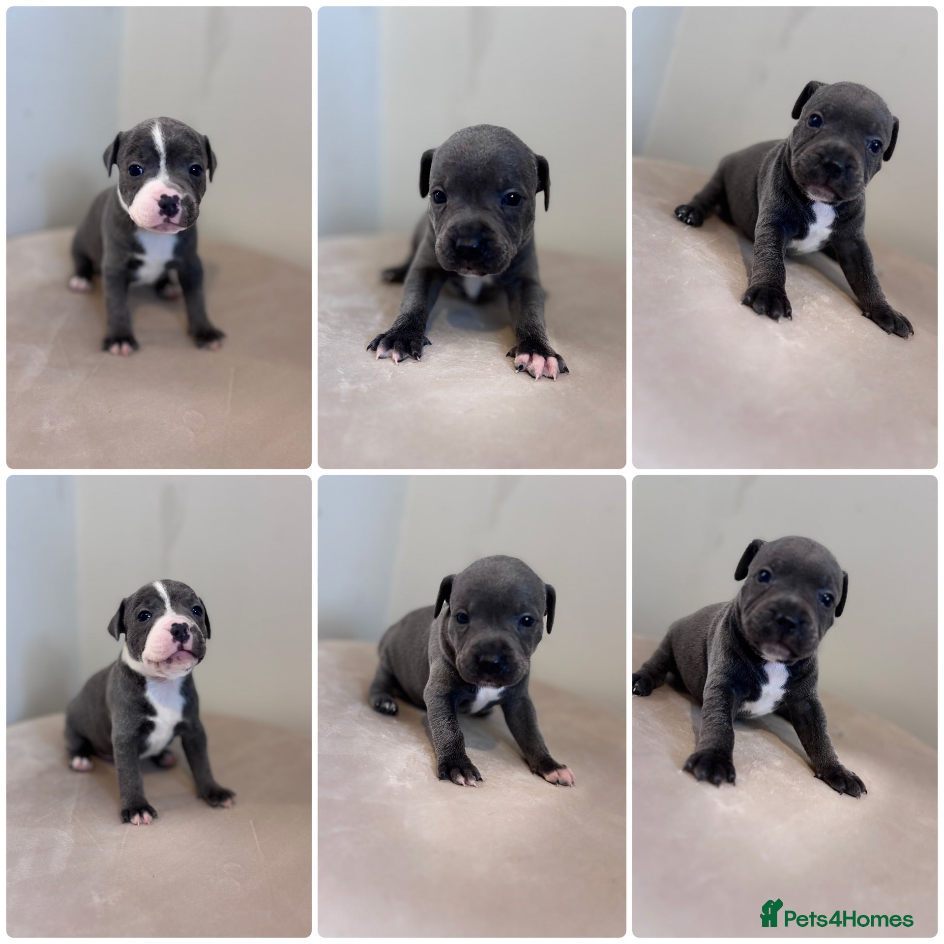 Staffordshire Bull Terrier dogs Beautiful staff pups - Advert 1