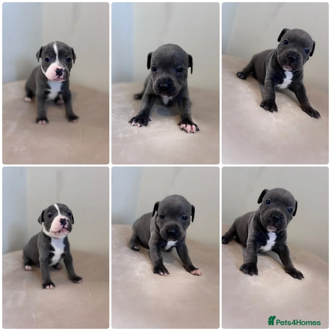 Staffordshire Bull Terrier dogs for sale: Beautiful staff pups - Advert 1