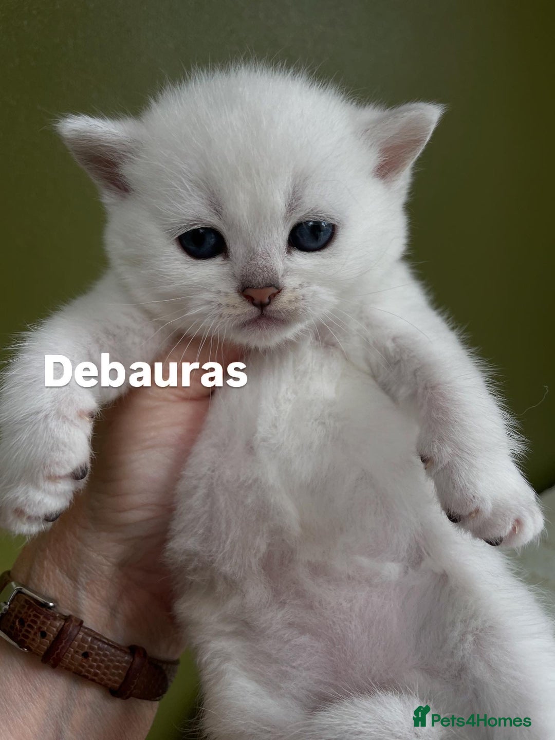 British Shorthair cats for sale: BSH Black Tipped GCCF Reg Kittens - Image 4