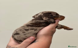 Miniature Dachshund dogs for sale: Smooth haired Miniature Dachshund - Image 27
