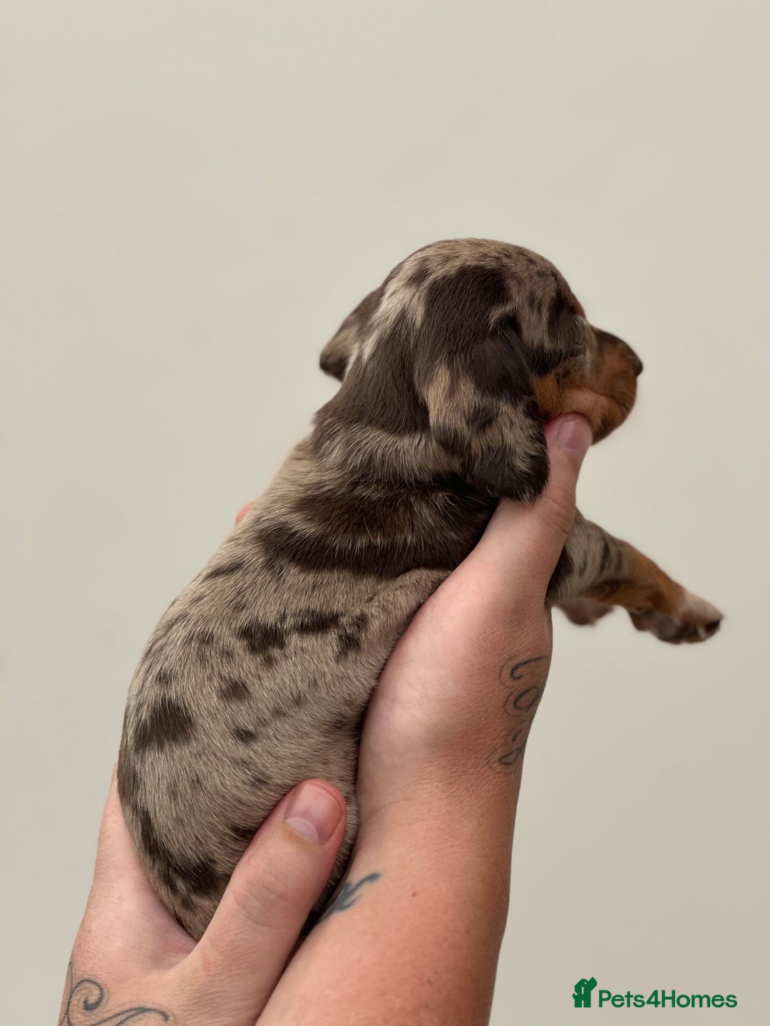 Miniature Dachshund dogs for sale: Smooth haired Miniature Dachshund - Image 27