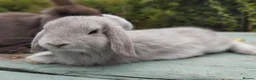 Mixed Breed rabbits for sale: Mixed breed £70 each - Advert 26