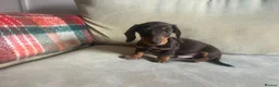 Miniature Dachshund dogs for sale: 4 miniature dachshunds - Advert 25