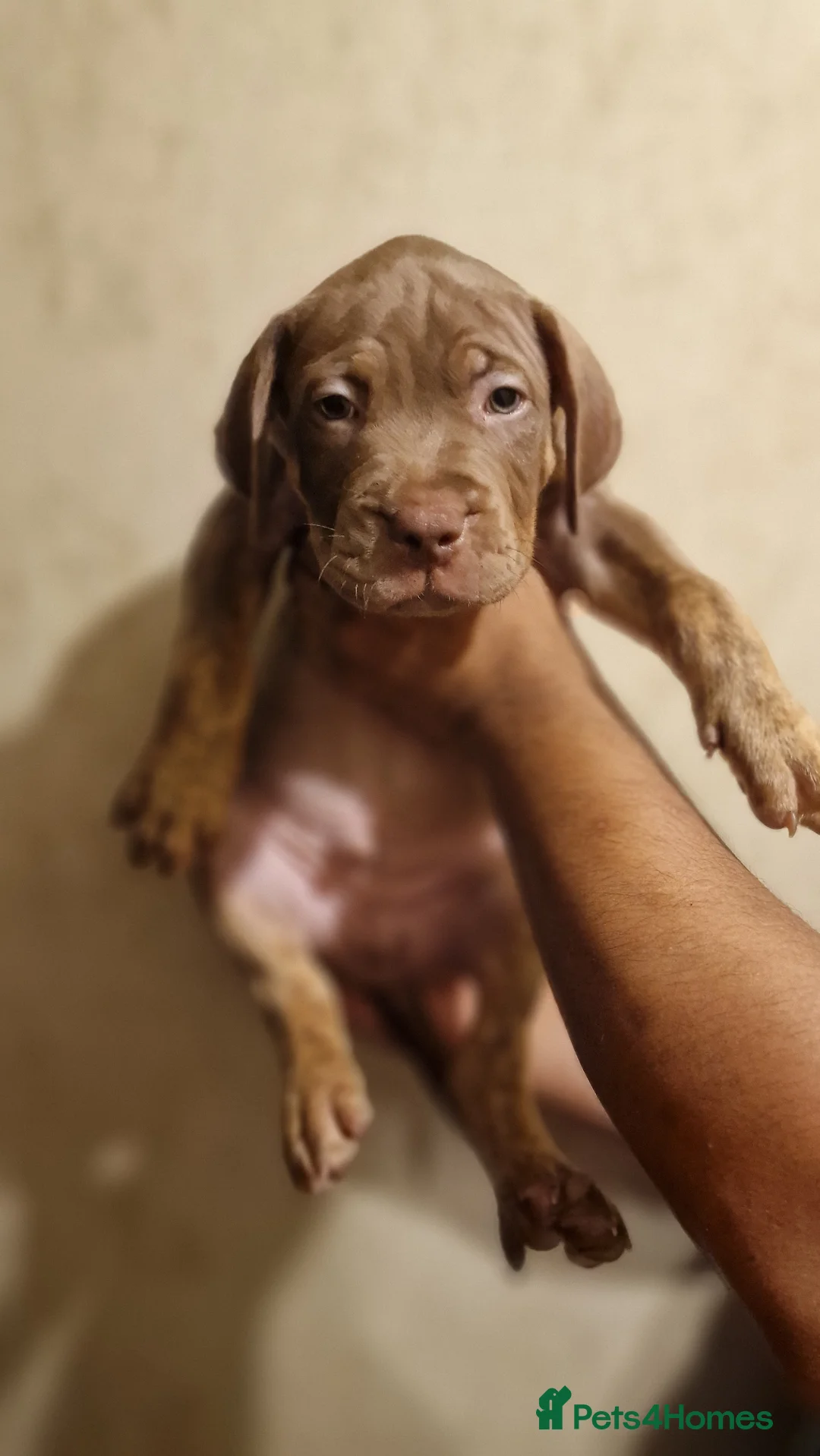 Mastiff dogs for sale: Mastiff Puppies {Merle} - Advert 1