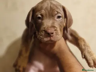 Mastiff dogs Mastiff Puppies {Merle} - Advert 5