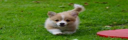 Welsh Corgi Pembroke dogs for sale: Pembroke corgi pups - Advert 12
