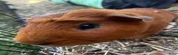 Guinea Pig rodents for sale: Two bonded males  - Advert 3