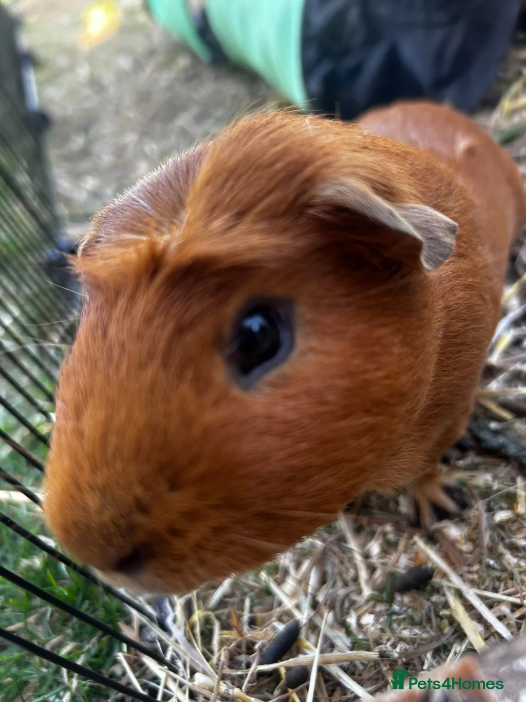 Guinea Pig rodents for sale: Two bonded males  - Advert 3