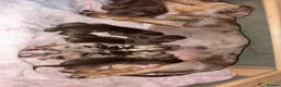 Dachshund dogs for sale: 🐾 Chocolate, Tan & Dapple Dachshund Puppies 🐾 - Advert 4