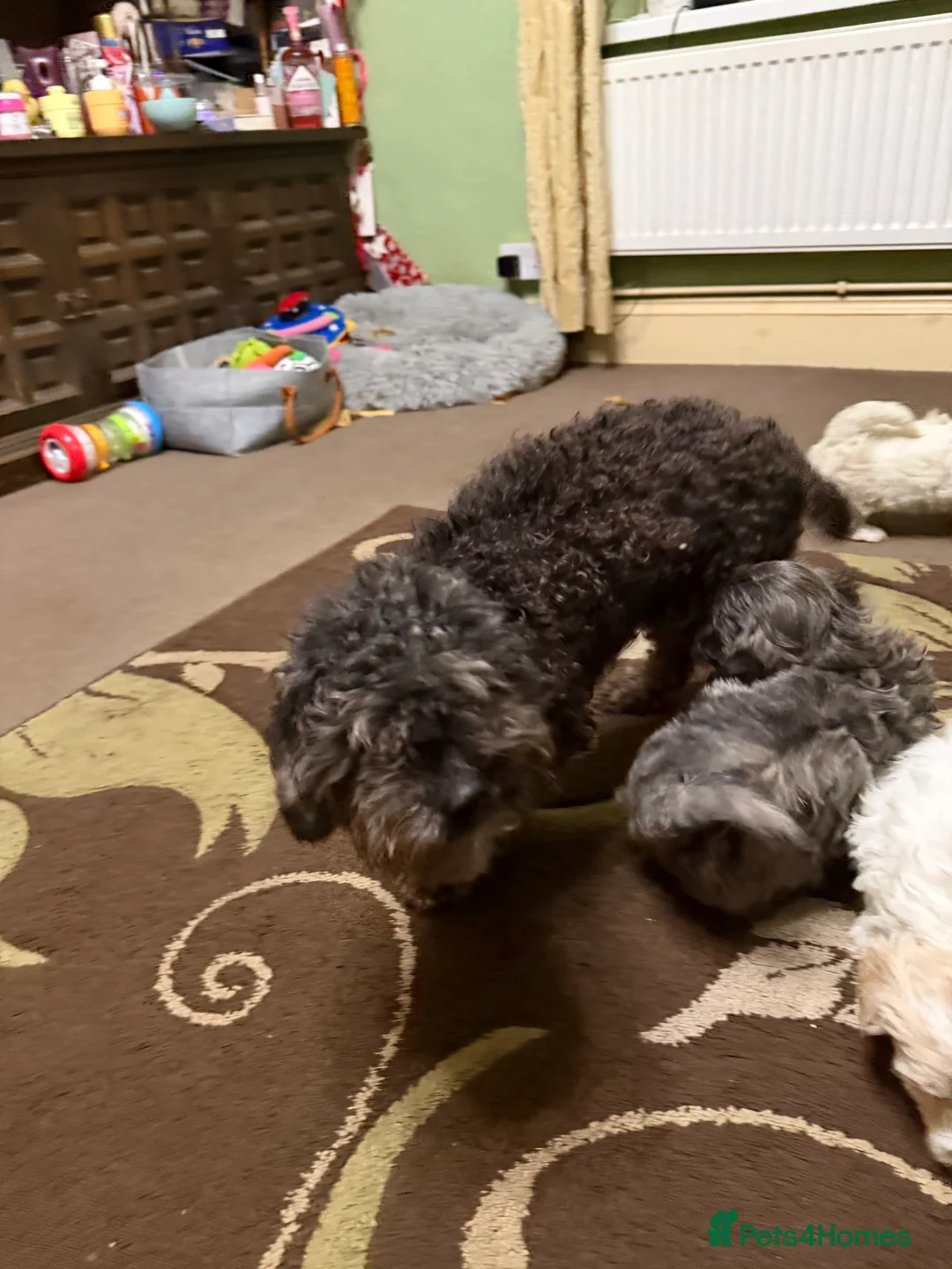 Mixed Breed dogs for sale: 🐾🐾🐾Maltipoo Puppies 🐾🐾🐾 - Advert 13