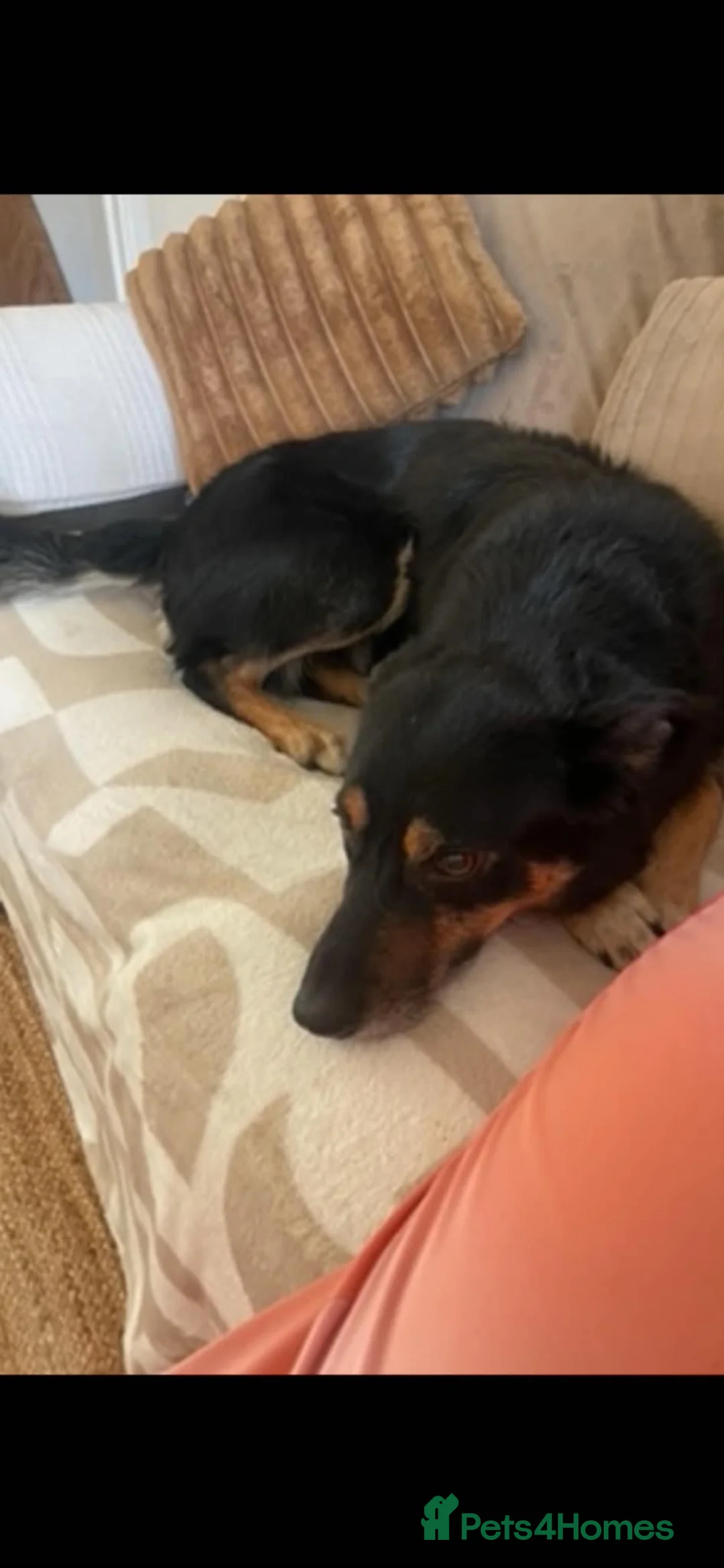 Mixed Breed dogs for sale: Coltreivers 🐶 - Advert 9