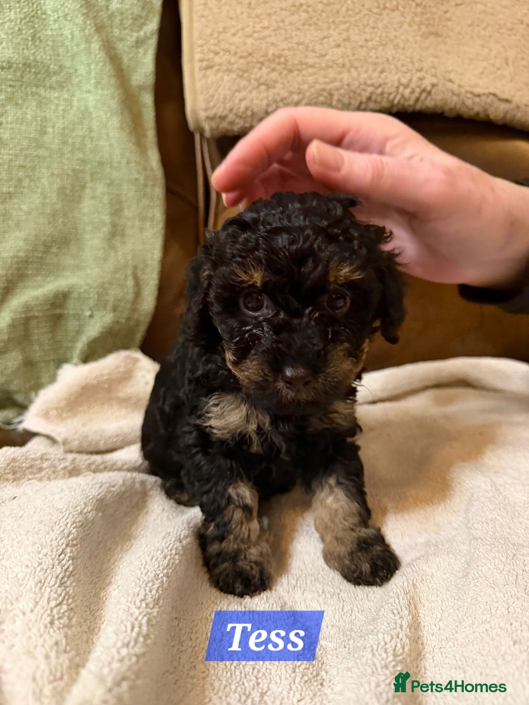 Maltipoo dogs for sale: Multipoo - Advert 16