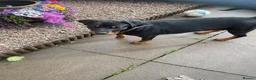 Rottweiler dogs for sale: Rottweiler pups - Advert 8