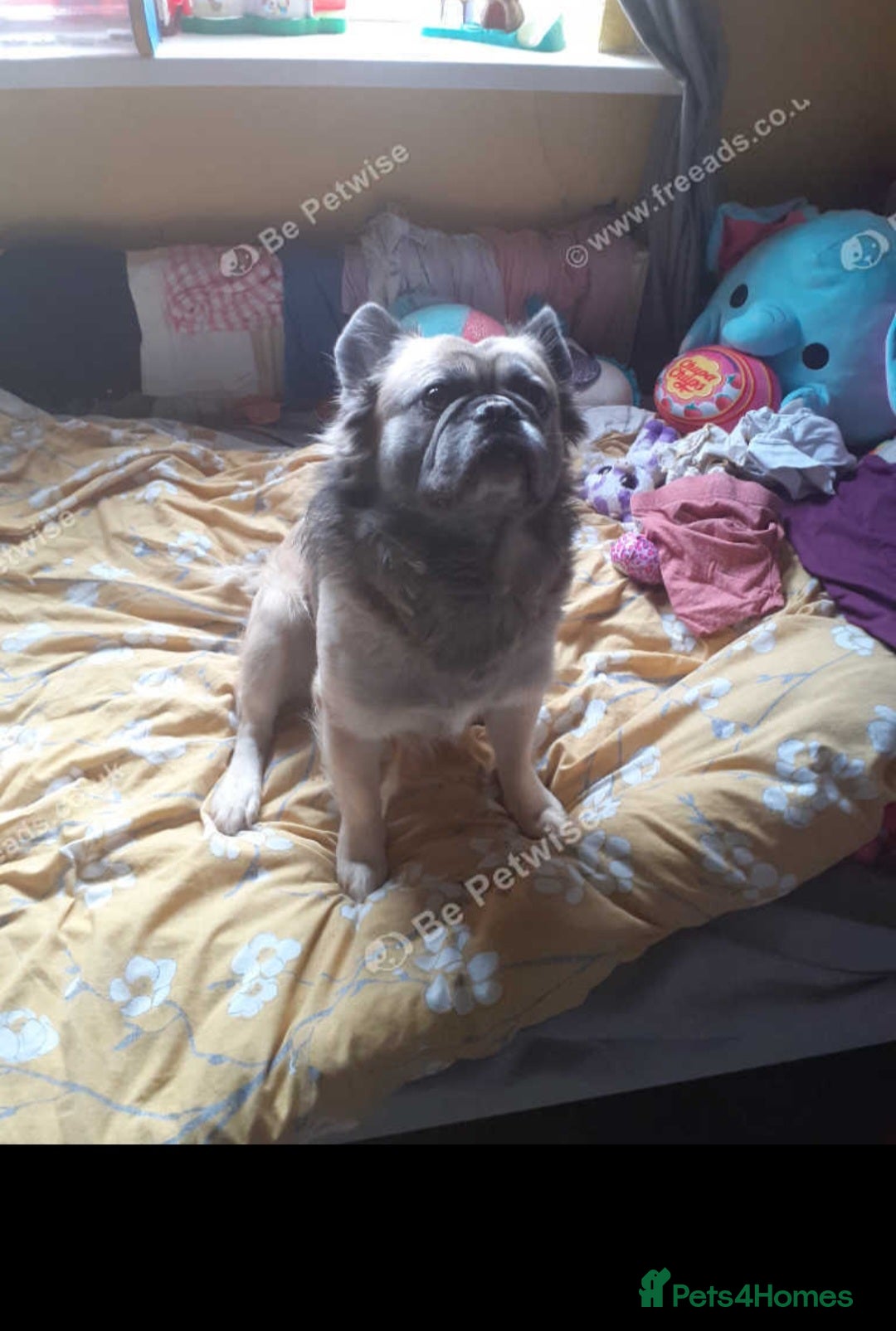 French Bulldog dogs for sale: Fluffy French bulldog  - Image 2