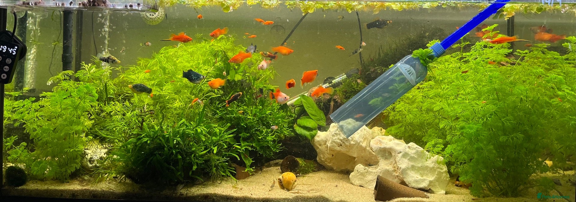 Platies fish Platys… info 2nd pic - Advert 5