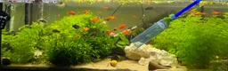 Platies fish for sale: Platys… info 2nd pic - Advert 1