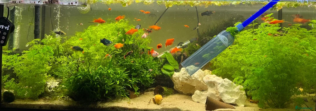 Platies fish for sale: Platys… info 2nd pic - Advert 1