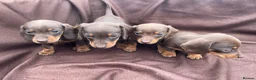 Miniature Dachshund dogs for sale: Stunning miniature dachshund puppies - Advert 1