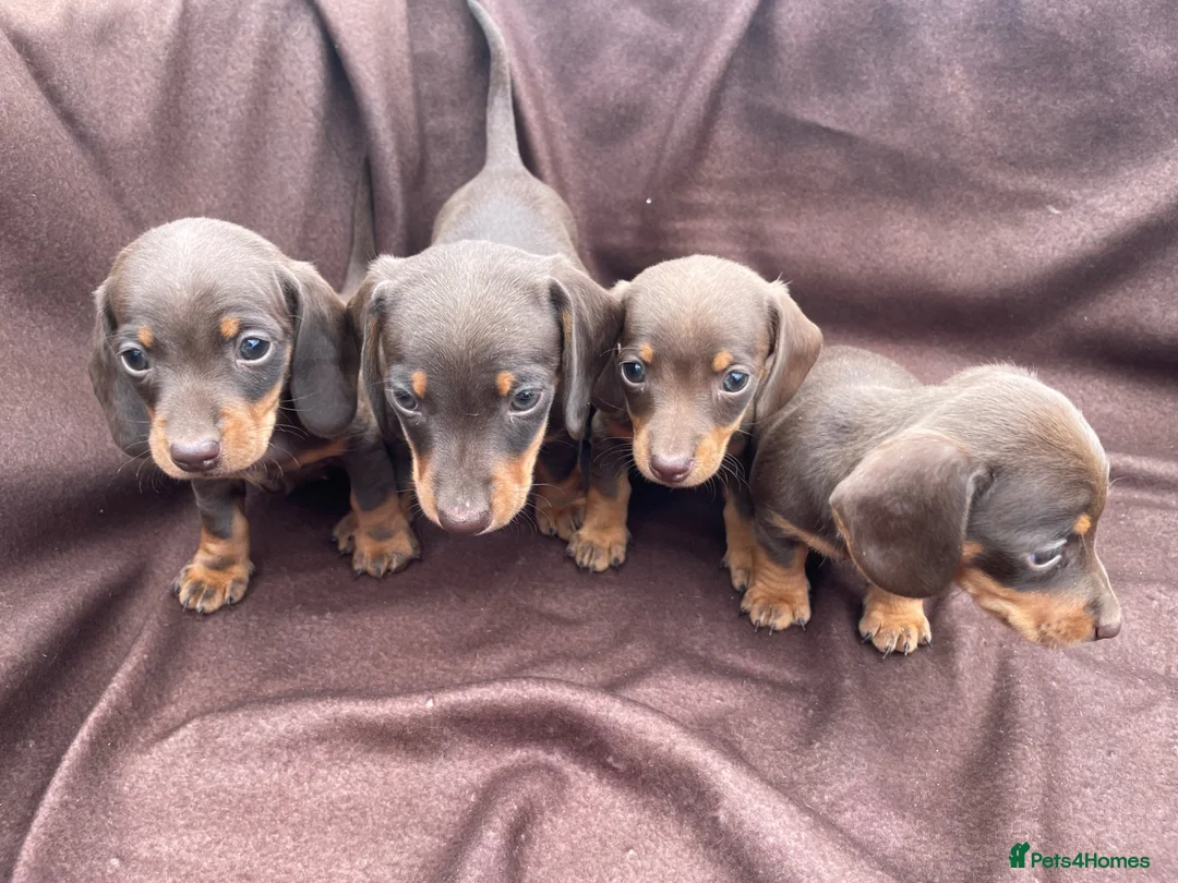 Miniature Dachshund dogs for sale: Stunning miniature dachshund puppies - Advert 1