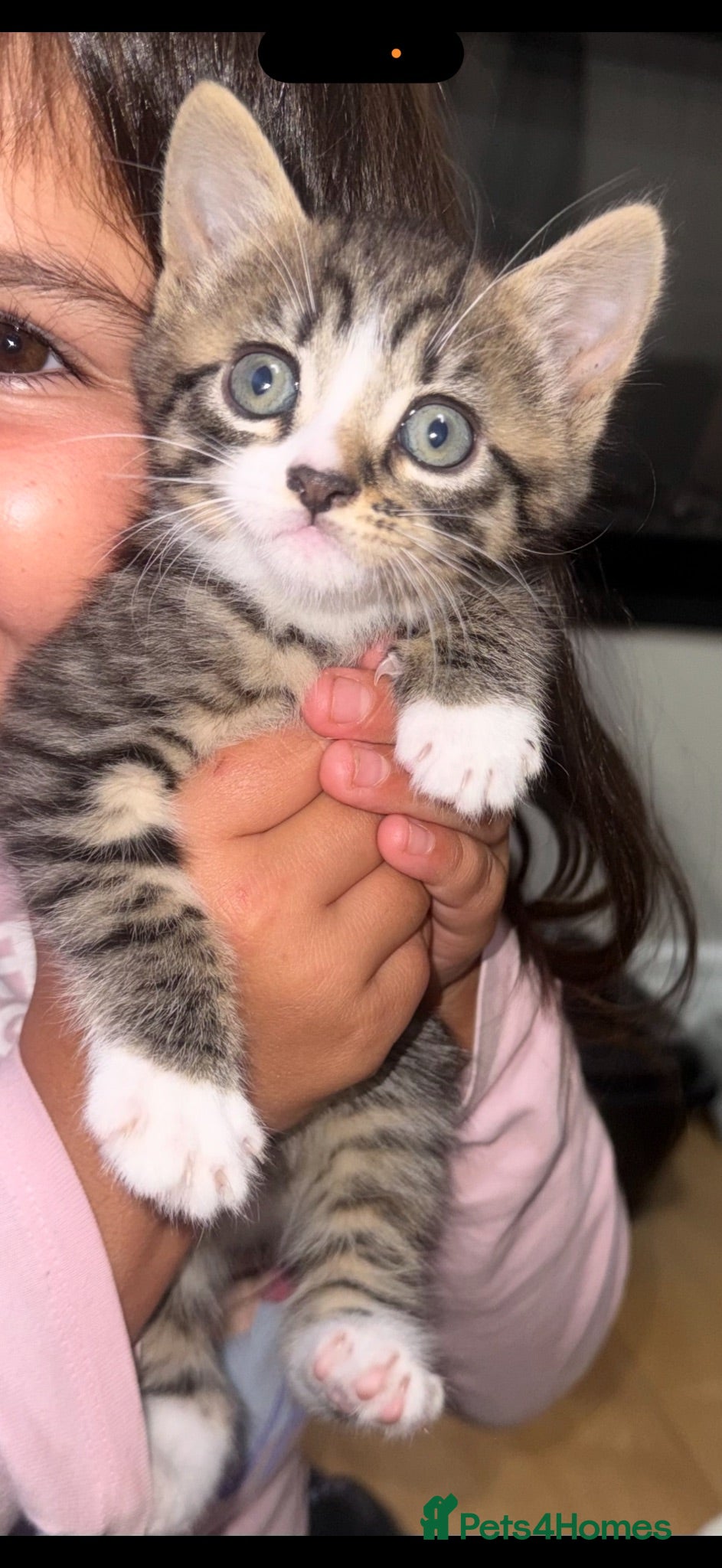 Mixed Breed cats Tabby cross main coon kittens  - Advert 4