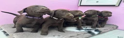 Labrador Retriever dogs for sale: Labrador puppies  - Advert 9