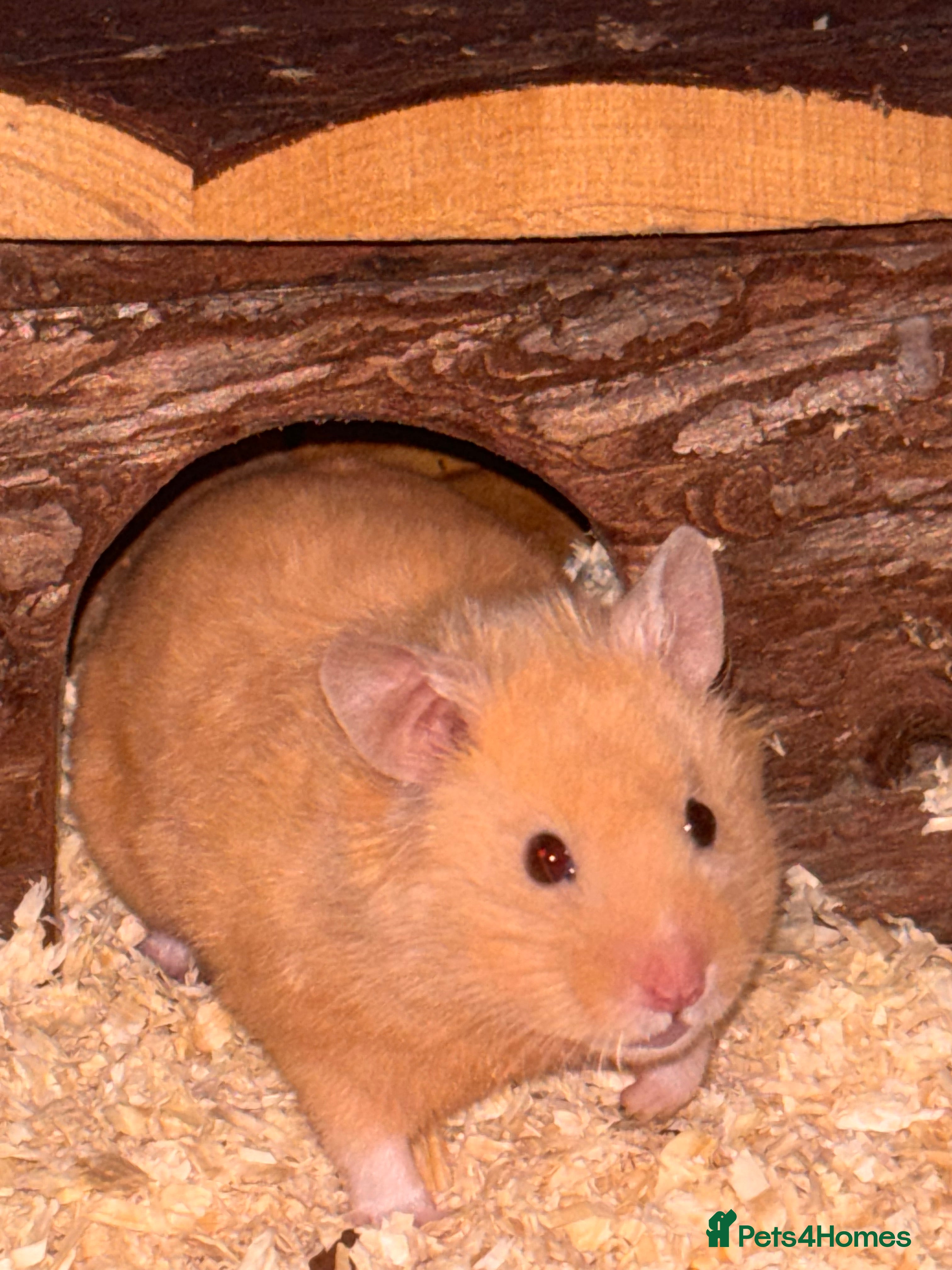 Hamster rodents Syrian Hamster (Draco) for rehome - Advert 8
