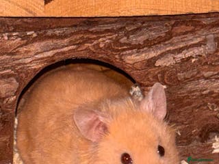 Hamster rodents Syrian Hamster (Draco) for rehome - Advert 8