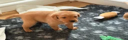 Labrador Retriever dogs for sale: Beautiful Labrador retriever puppies for sale - Advert 3