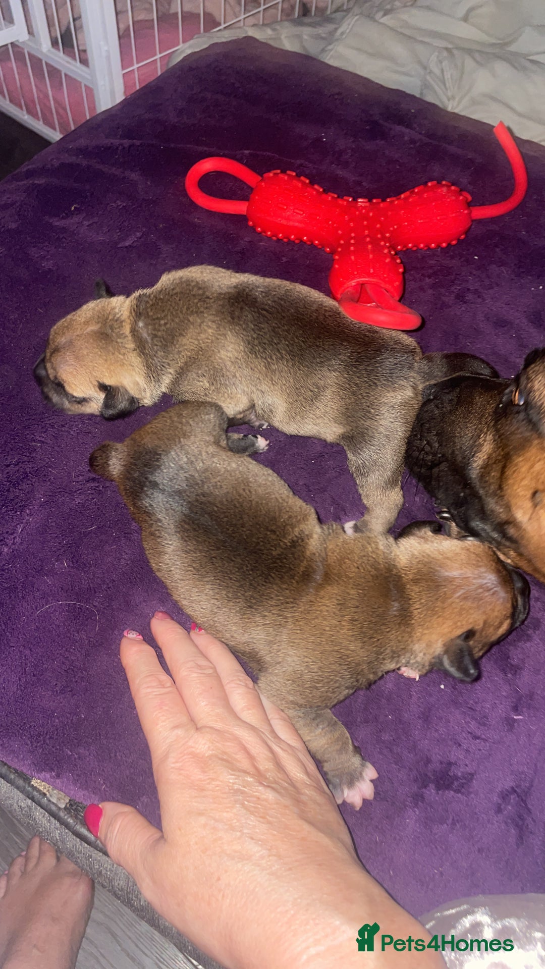 Staffordshire Bull Terrier dogs for sale: Beautiful chunky red staffys  - Advert 7