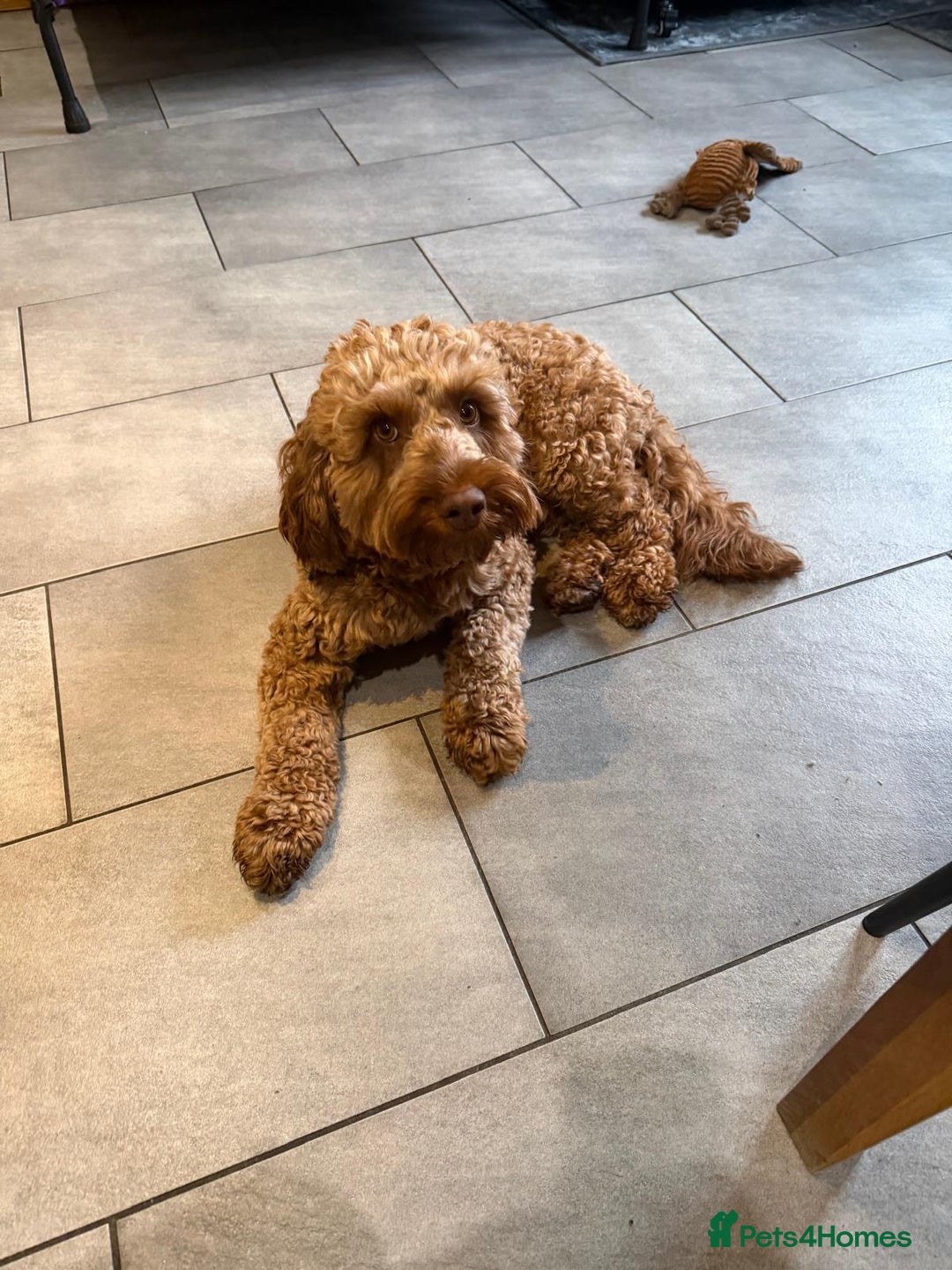Cockapoo dogs for sale: Stunning Male Cockapoo - Advert 3