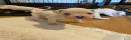 Boxer dogs for sale: Beautiful litter of boxer Babies  - Advert 23