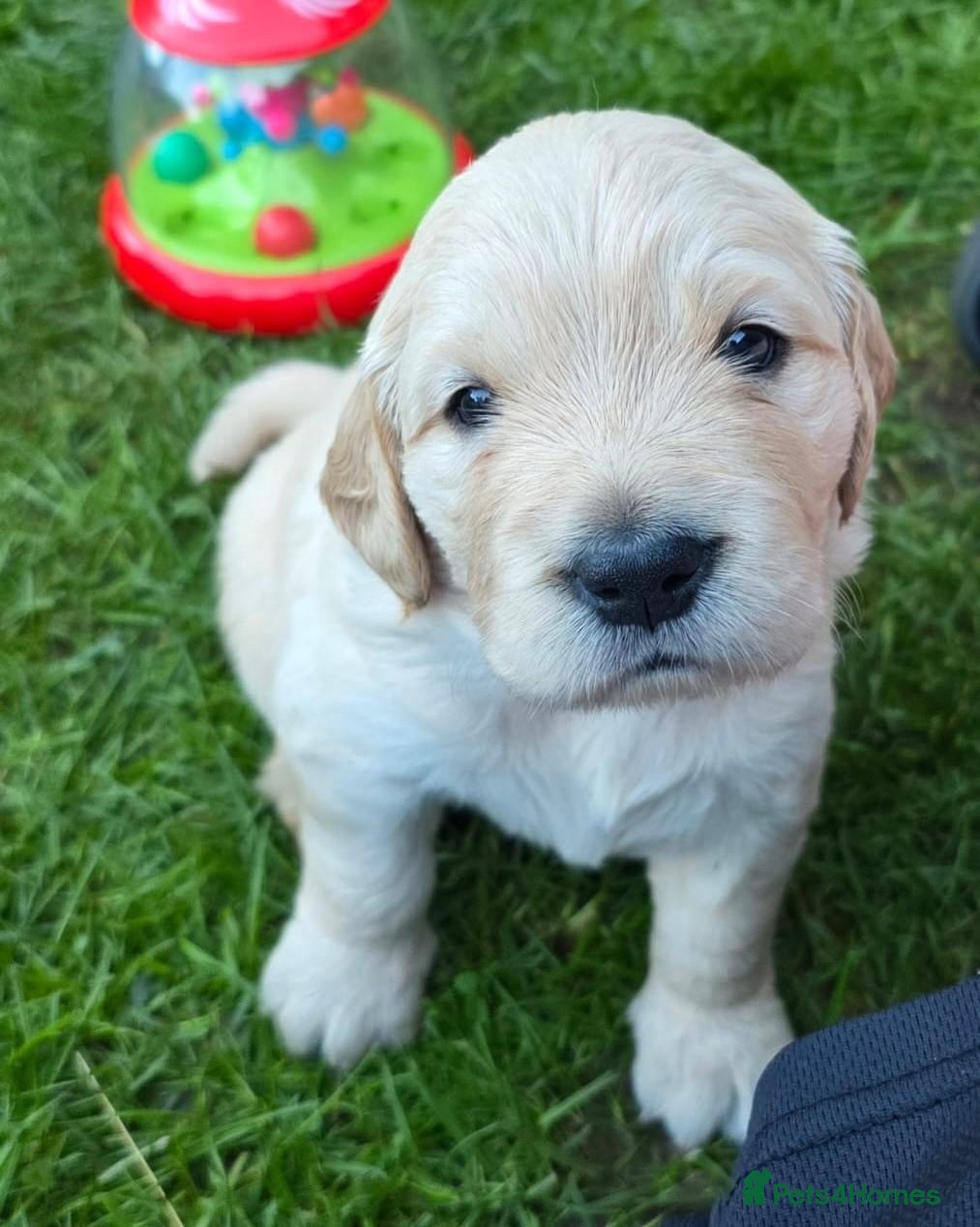 Golden Retriever dogs 🐾 KC Golden Retrievers  🧬 Health Tested Parents - Advert 7