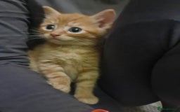 Bengal cats for sale: ** Stunning 😍 2 kittens left ** - Advert 8