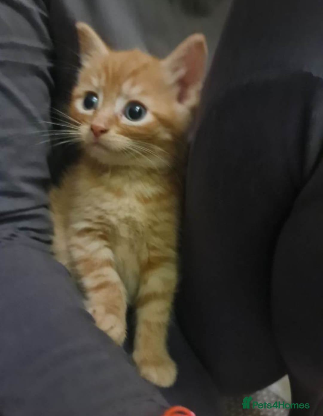 Bengal cats for sale: ** Stunning 😍 2 kittens left ** - Advert 8