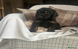 Cockapoo dogs for sale: F1 miniature gorgeous cockapoo puppies  - Image 35