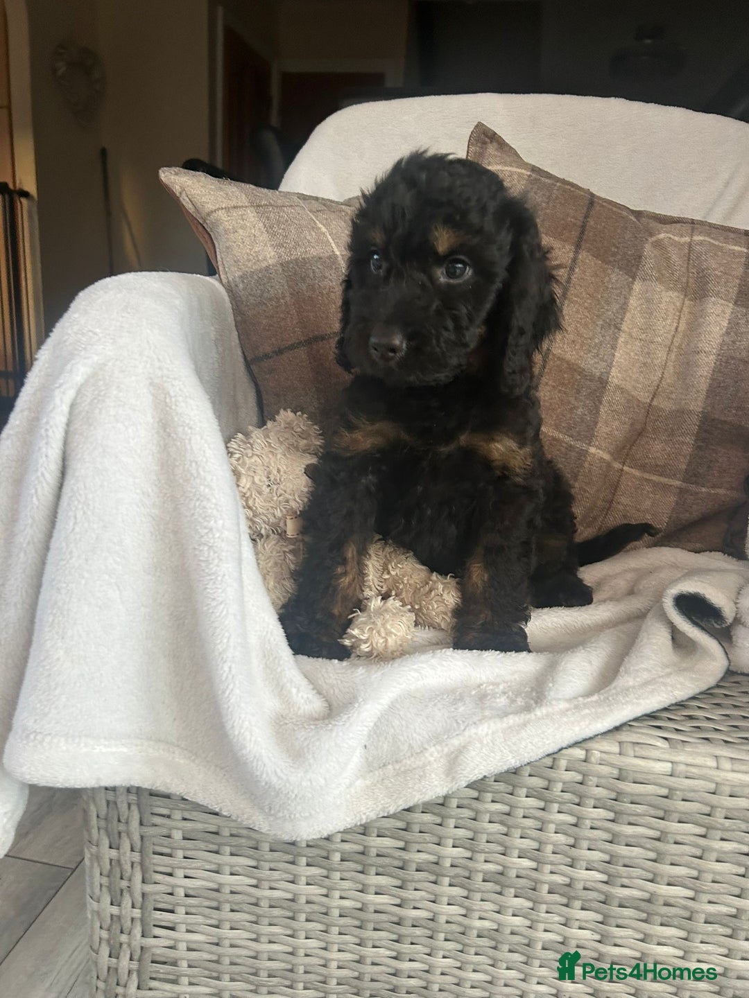 Cockapoo dogs for sale: F1 miniature gorgeous cockapoo puppies  - Image 35