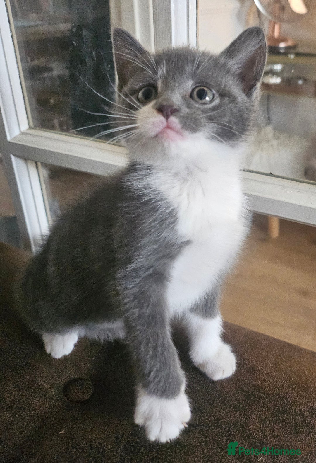 British Shorthair cats for sale: Beautiful British Short haired mixed kittens  - Image 5