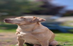 Labrador Retriever dogs for stud: Reggie available for stud - Image 5