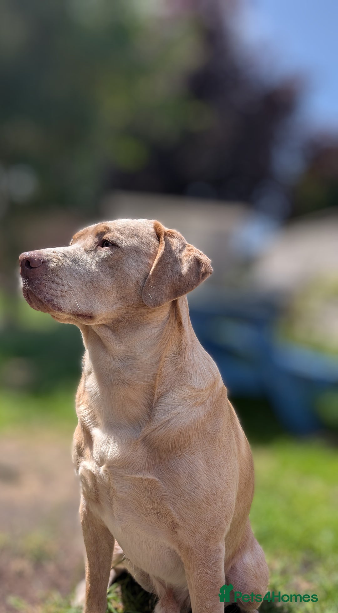 Labrador Retriever dogs for stud: Reggie available for stud - Image 5