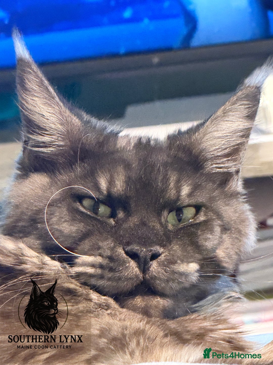 Maine Coon cats for sale: WAITING LIST OPEN-Maine Coon Kittens Due February  - Advert 6