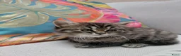 Maine Coon cats for sale: Half main coon kittens - Advert 30