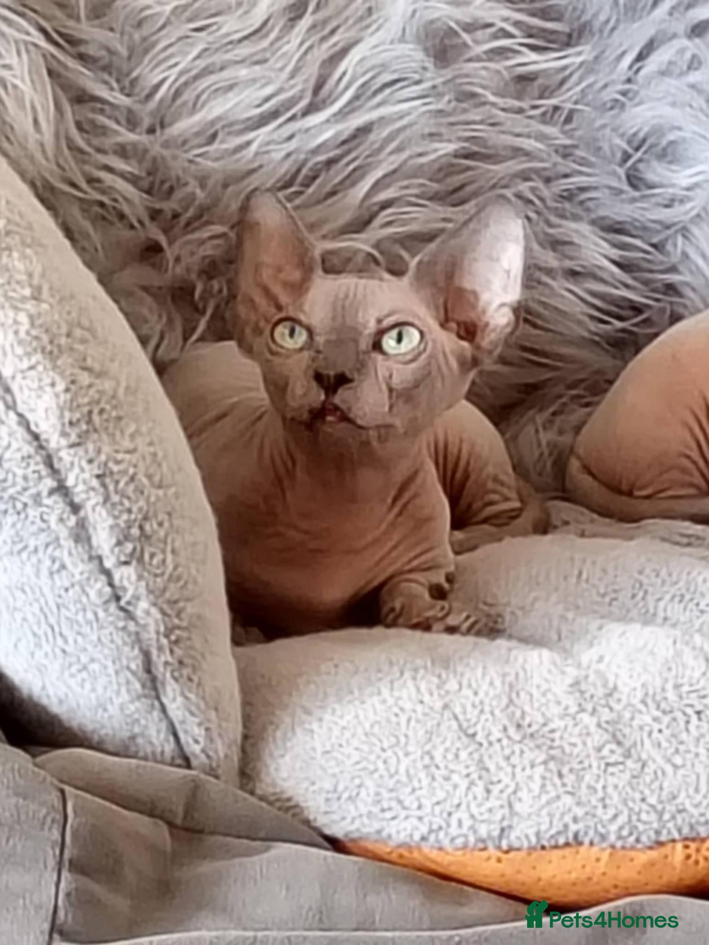 Sphynx cats Short Leg Munckin Sphinx Kittens(BullyCat) - Advert 17