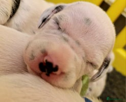 Dalmatian dogs - Advert 4