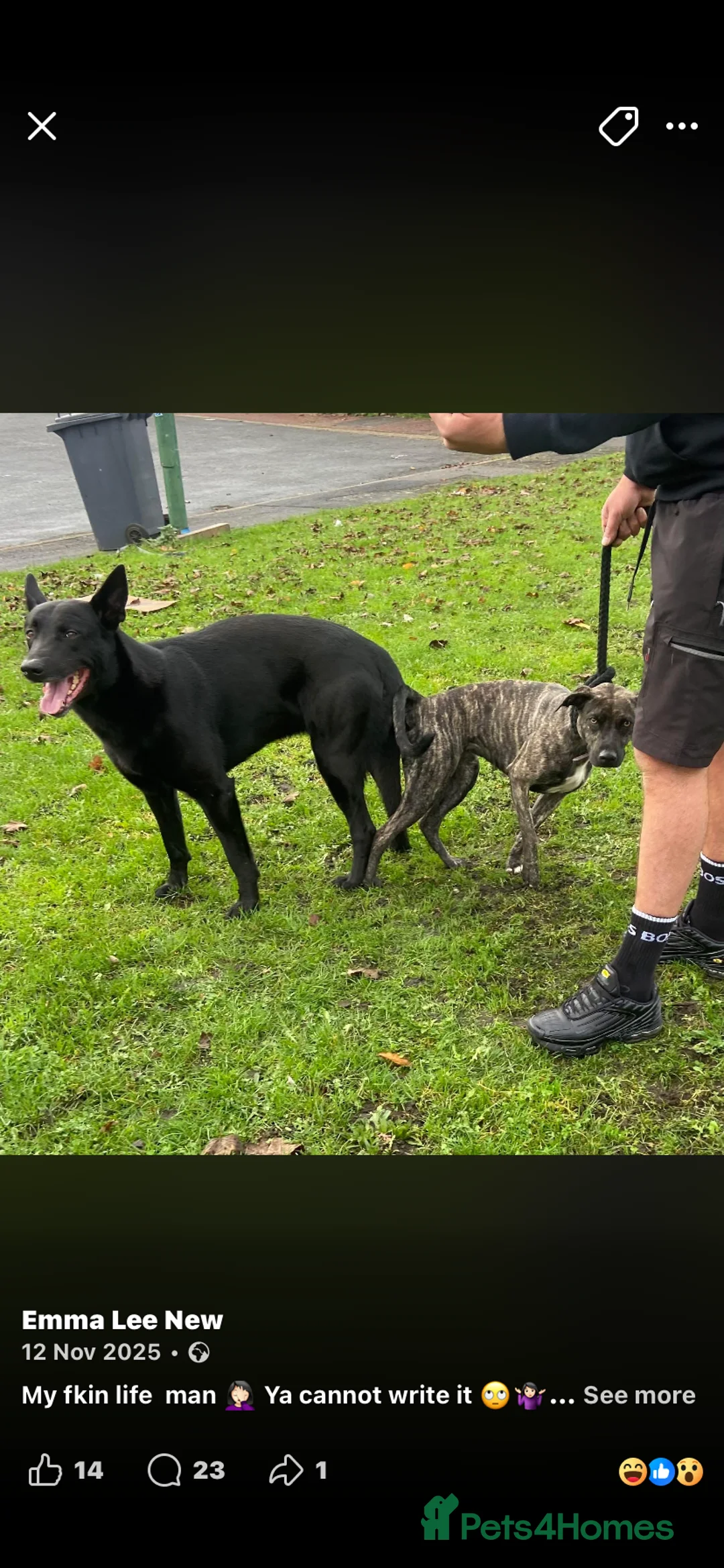 Mixed Breed dogs for sale: Whippet bull malinois X Malinois  - Advert 4