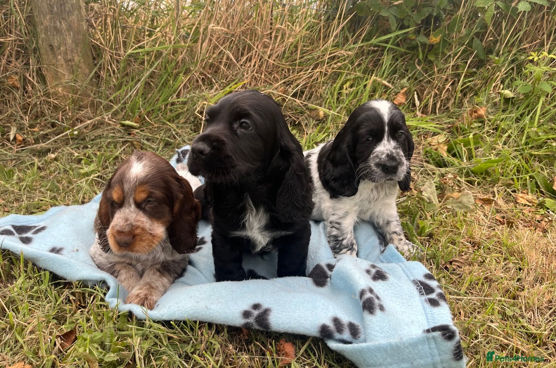 Cocker Spaniel dogs for sale: Stunning show type cocker spaniel puppies  - Image 6