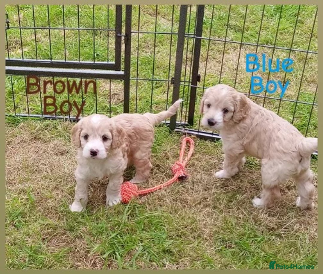 Cockapoo dogs for sale: ⭐️VERY RARE TOY Cockapoo Puppies⭐️🐶 - Image 34