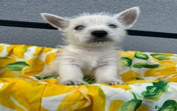 West Highland Terrier dogs for sale: West highland terrier puppies  - Image 10